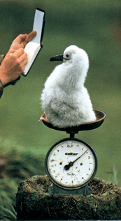 Frans Lanting: A baby albatross is weighed in South Georgia, 1989