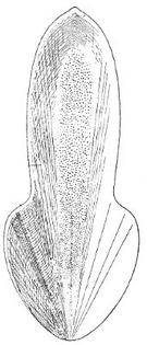 trachyteuthis_hastiformis_fossil.jpg