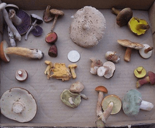 More mushroom research ✨