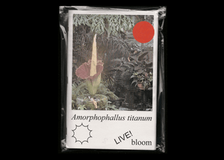 bloom_spread_0000_bloom-1.jpeg.jpg