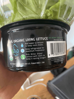 Living lettuce 🥬 