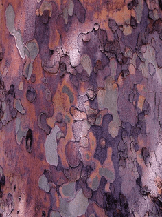 tree bark (or multilayered ceramic glaze or topography or a textile)