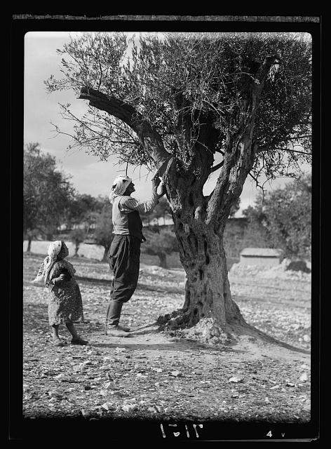Trimming olive trees in Palestine