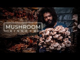 Cultivating Gourmet and Medicinal Mushrooms | PARAGRAPHIC
