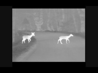 Thermal Imaging : Fallow Deer , Brown Hare and Fox