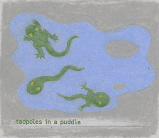 tadpoles.jpg