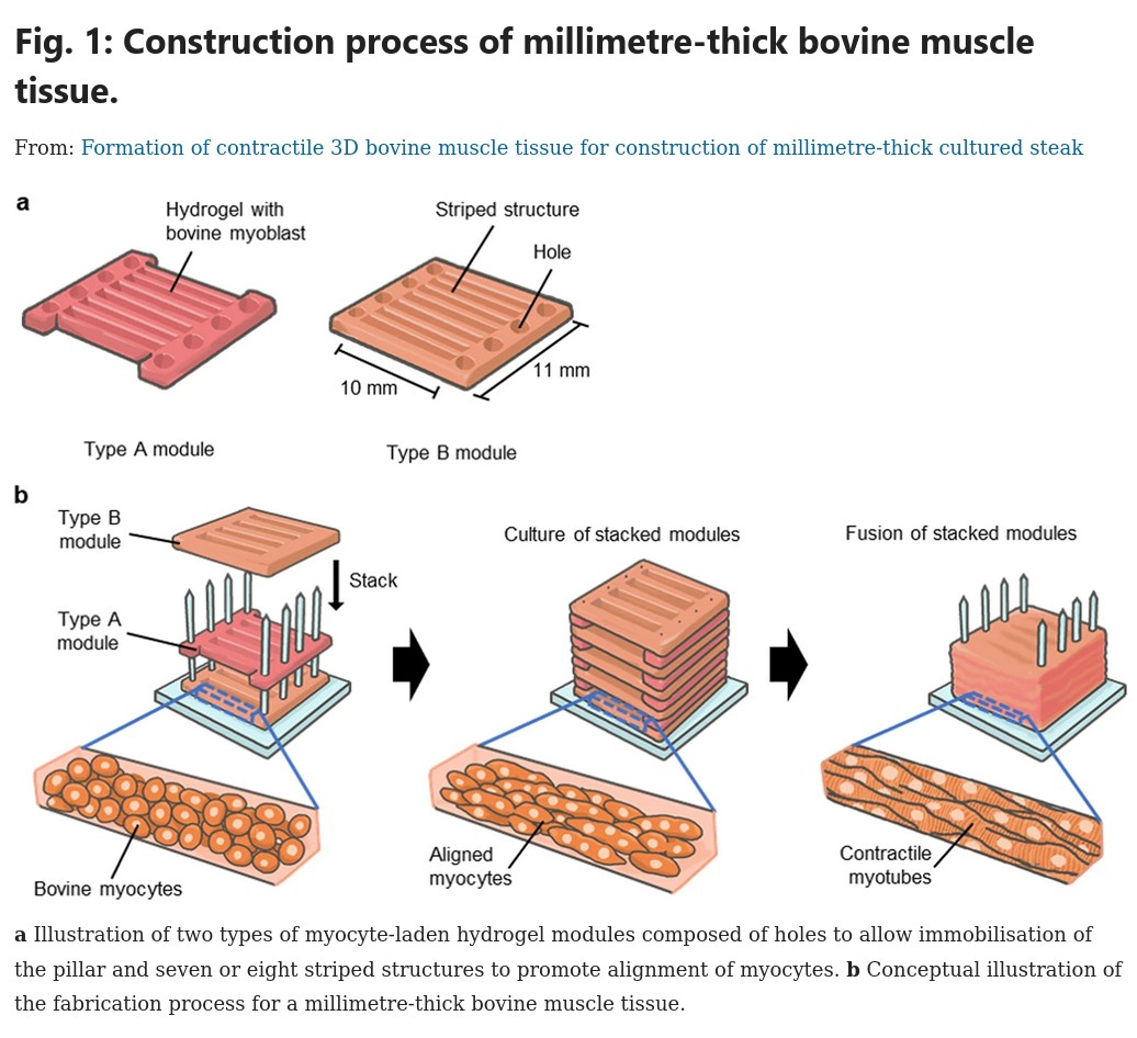 Construction process of millimetre-thick bovine muscle tissue.