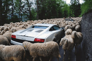 Lamborghini Gallardo stuck in sheep