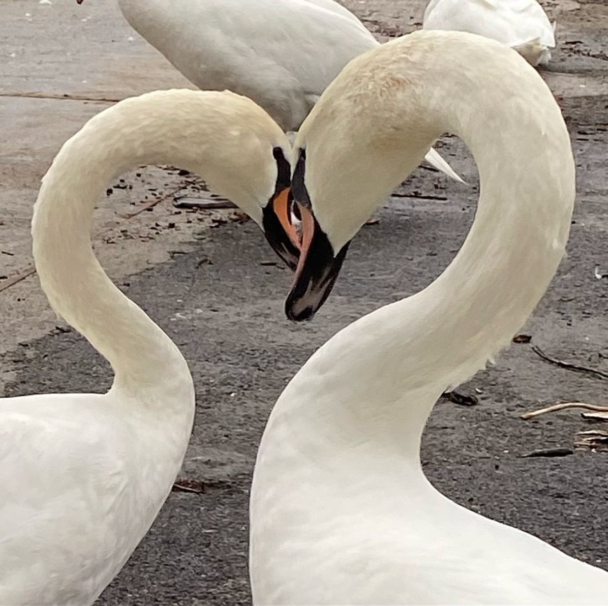 Swan kiss