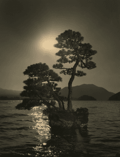 yamamoto-masao-bonsai-01.jpg