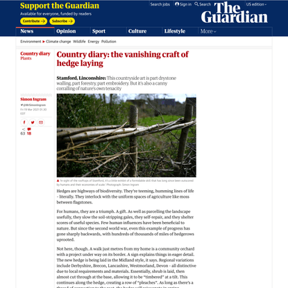 Country diary: the vanishing craft of hedge laying