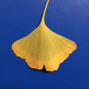 Yellow ginkgo leaf on blue background with Pablo Neruda poem
