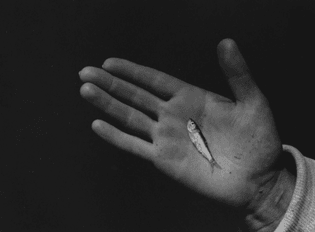 Aaron Siskind - Hand B, 1939