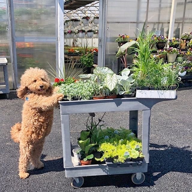 cute doggo &lt;3 + plants (my utopia) 
