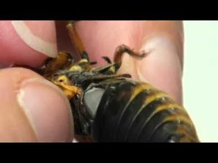 Cicada tymbal vibrating