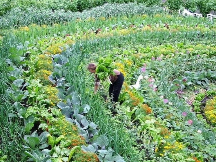 costa-rica-permaculture.jpg?format=1500w