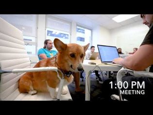 A Day in the Life of a Corgi Software Engineer