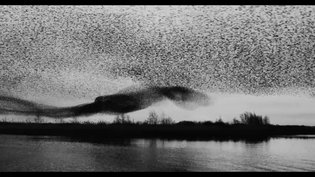 Black Sun: Amorphous Flocks of Starlings Swell Above the Danish Marshlands
