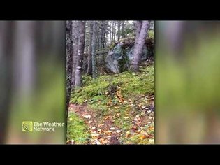 Intense winds cause Quebec forest to "breathe"