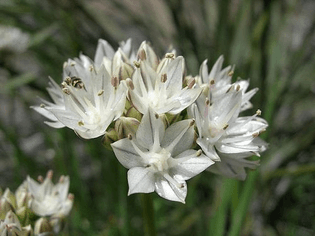 allium_haematochiton_image50.jpg