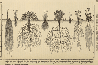 the_ecological_relations_of_roots_-1919-_-14773450265-.jpg