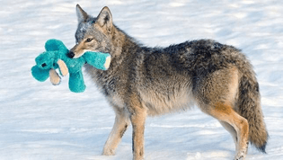 Coyote vs. stuffed animal