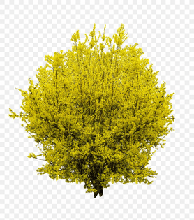 shrub-forsythia-tree-download-png-favpng-d4ncjxk5xt2g3agrra6lp61dh.jpeg