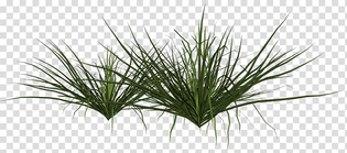 shrub-grasses-plant-pampas-grass-plant.jpeg