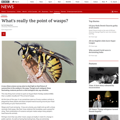 What’s really the point of wasps?