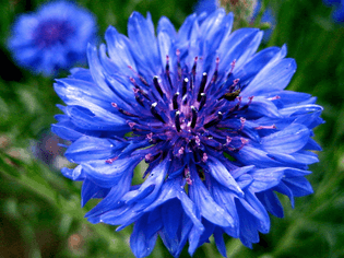 Blue as Blue Flower by Novalis