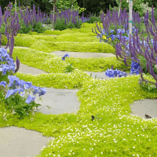 irish-moss.webp