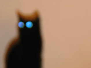 cats-eyes.jpg