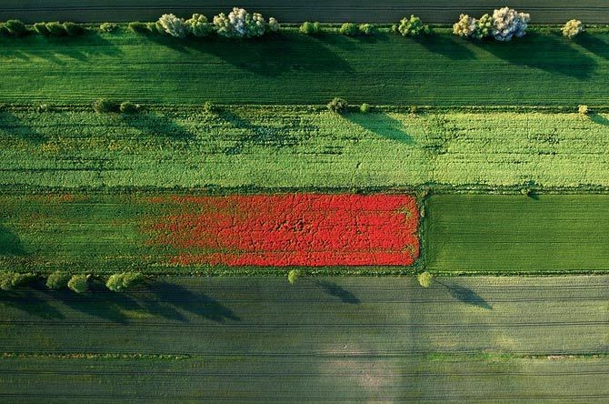 Poppies taking over a field in Poland - June 2013 by Kacper Kowalski, Panos Pictures