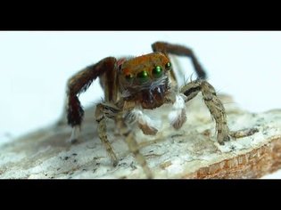 Jumping Spiders in SLOW MOTION!