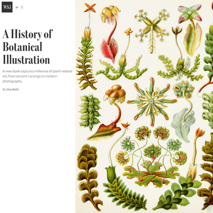 A History of Botanical Illustration