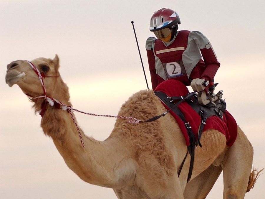 Camel racing robot jockey — Are.na