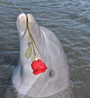 dolphin with rose