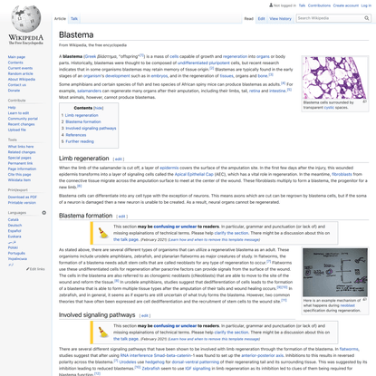 Blastema - Wikipedia