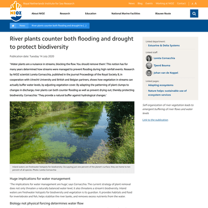 River plants counter both flooding and drought to protect biodiversity - NIOZ