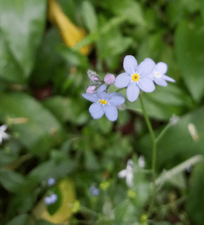 water forget-me-not