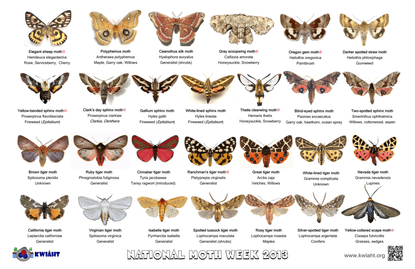 moths-to-look-for-from-2013-bat-night-out-.pdf
