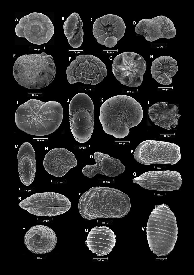 scanning-electron-photomicrographs-of-microfossils-from-core-coorong-5-a-d-ammonia.png