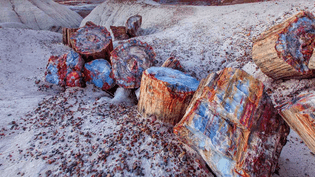 Petrified-wood-in-the-Petrified-Forest-National-Park-Arizona-20150329.jpg
