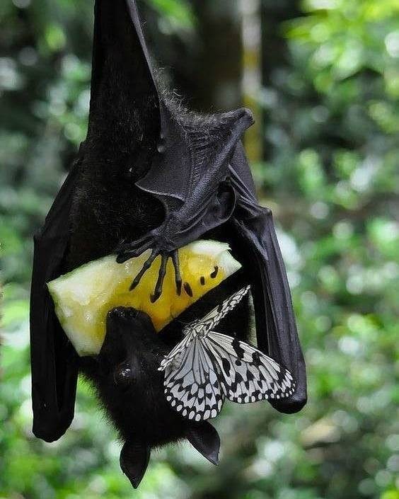 Fruit bat sharing lunch with butterfly
