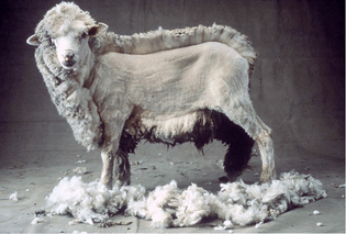 shaved-sheep.jpg