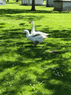 albino geese at forest lawn (buffalo)