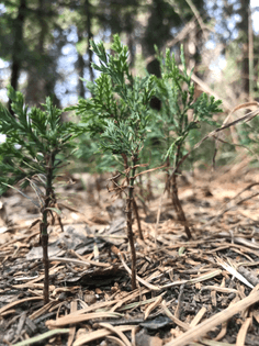 These are sequoia seedlings.jpeg