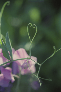 celeste-ortiz-intertwined-plants-relationships-1920x2880.jpg