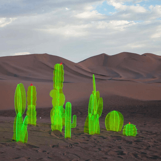 Nobel Truong - Cacti in Death Valley