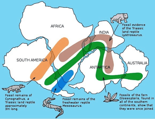 the-distribution-of-fossils-across-the-continents-is-one-line-of-evidence-pointing-to-the-existence-of-pangaea..jpg